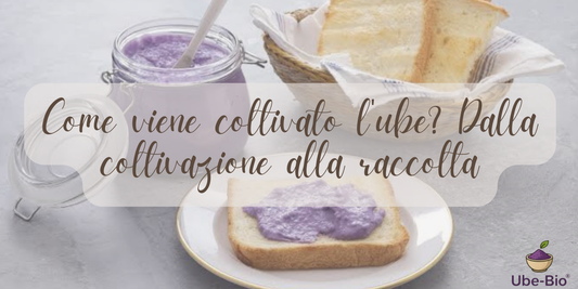 Come viene coltivato l'ube? Dalla coltivazione alla raccolta